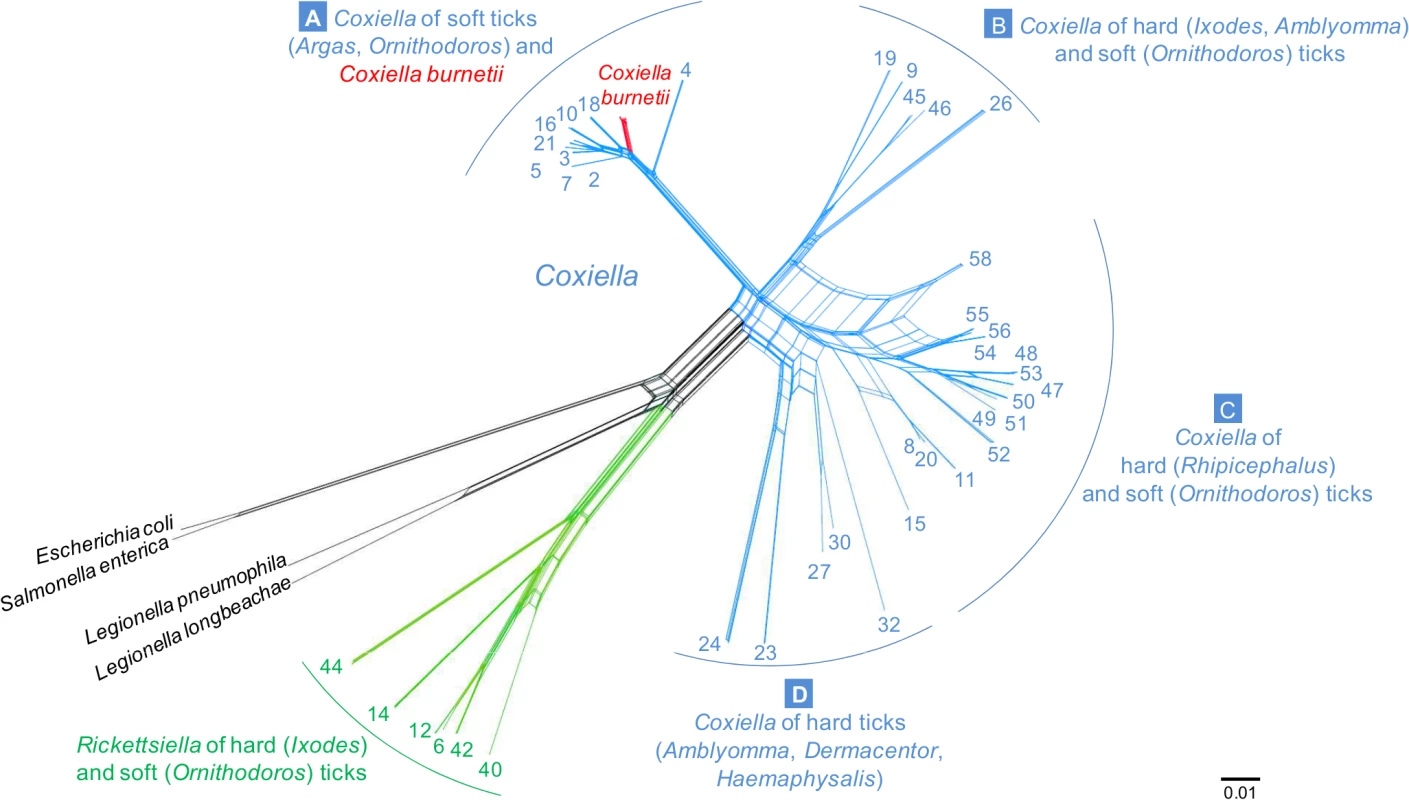 Phylogenetic network with concatenated 16S rRNA, 23S rRNA, <i>GroEL</i>, <i>rpoB</i> and <i>dnaK</i> sequences (3009 unambiguously aligned bp), including 71 <i>Coxiella</i>-like strains of ticks, 15 <i>C</i>. <i>burnetii</i> reference strains, and bacterial outgroups.