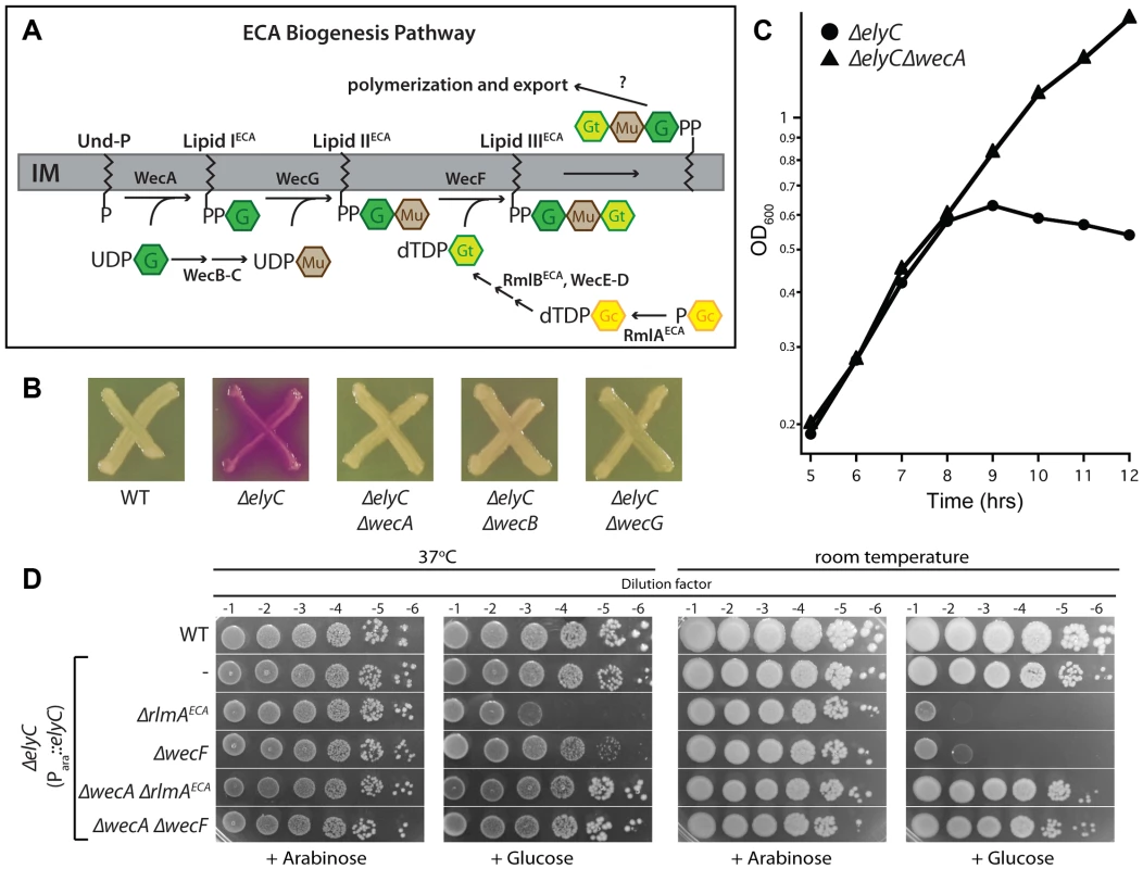 Genetic interaction between ElyC and the ECA biogenesis pathway.