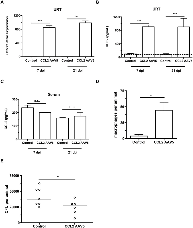 CCL2 overexpression increases macrophage recruitment and pneumococcal clearance.
