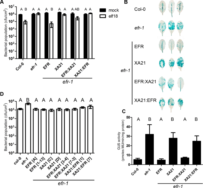 Bacterial resistance conferred by EFR, XA21 and chimeric receptors in <i>A. thaliana</i>.