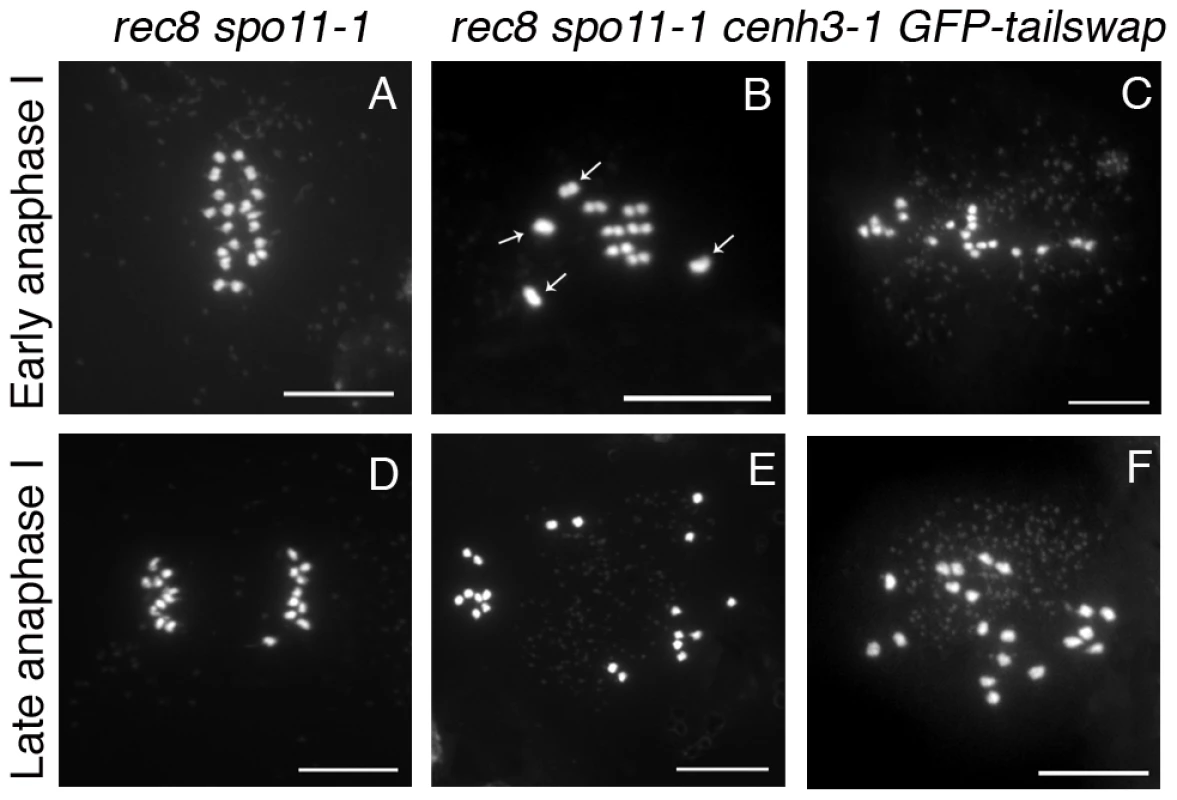 Removing the meiosis-specific cohesin REC8 does not restore meiotic kinetochore function in <i>GFP-tailswap</i>.