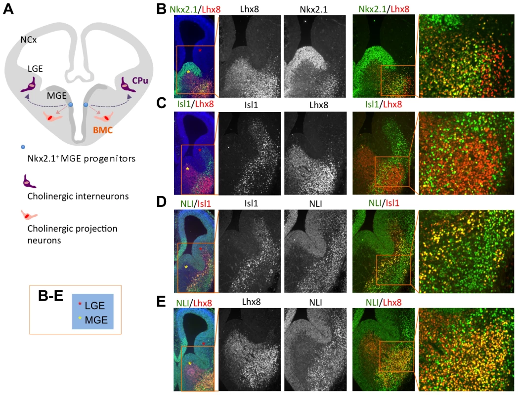 Co-expression of Isl1, Lhx8 and NLI in the developing ventral forebrain.