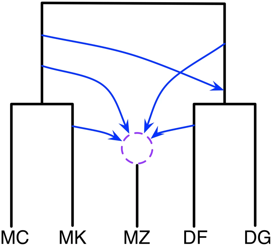 Phylogenetic history of the five mouse genomes.