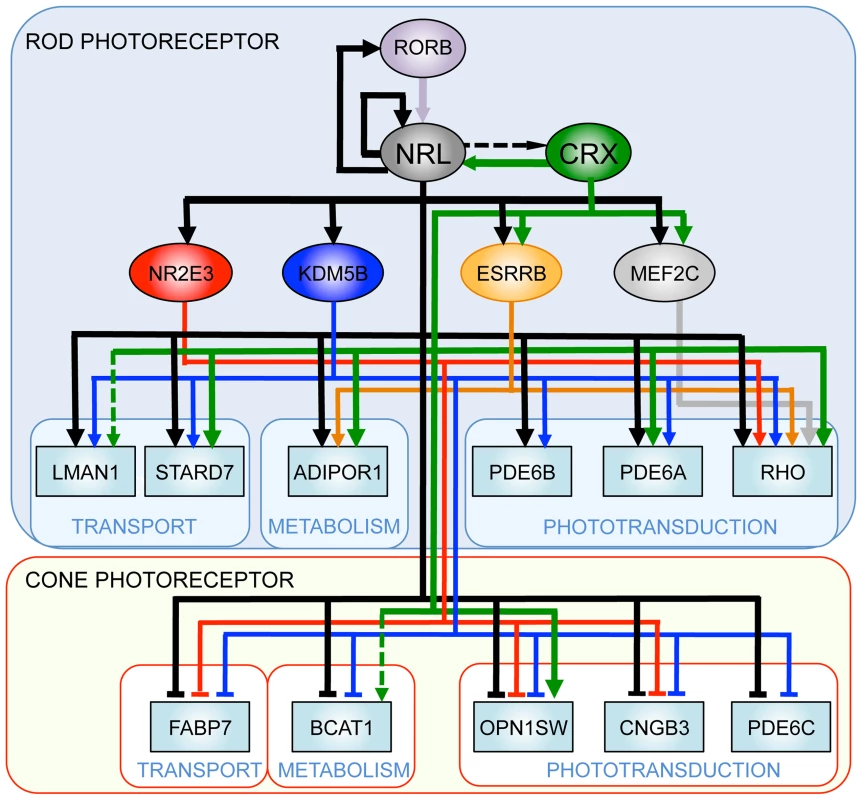 A simplified gene regulatory network in rod and cone photoreceptors.