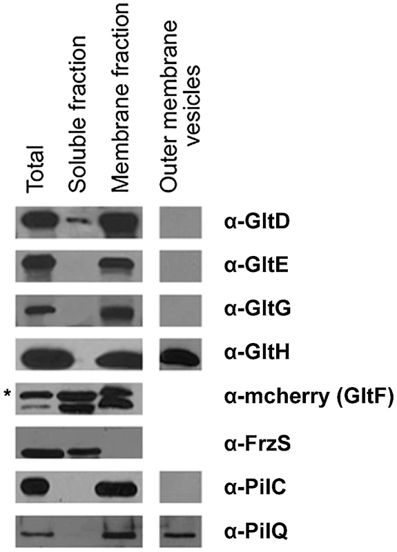 Envelope localization of the Glt proteins.