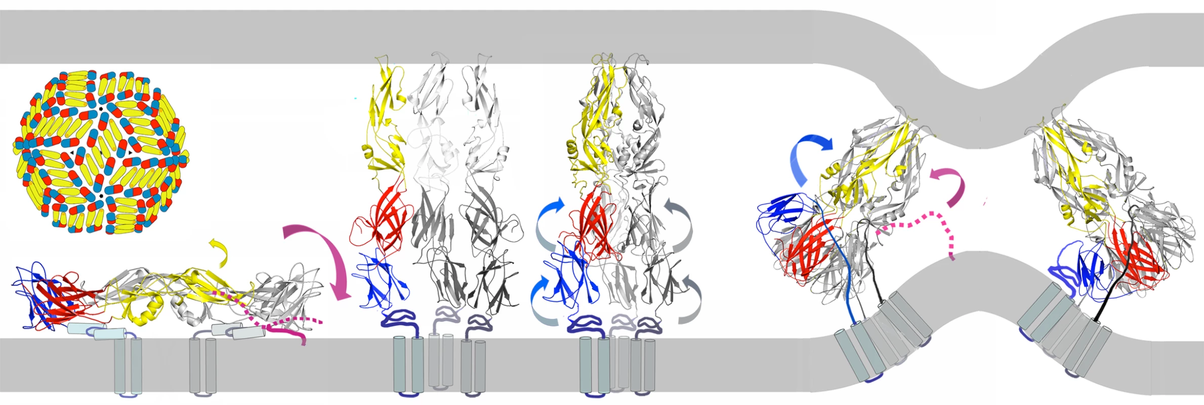 Model for inhibition of dengue-virus fusion by stem-derived peptides.