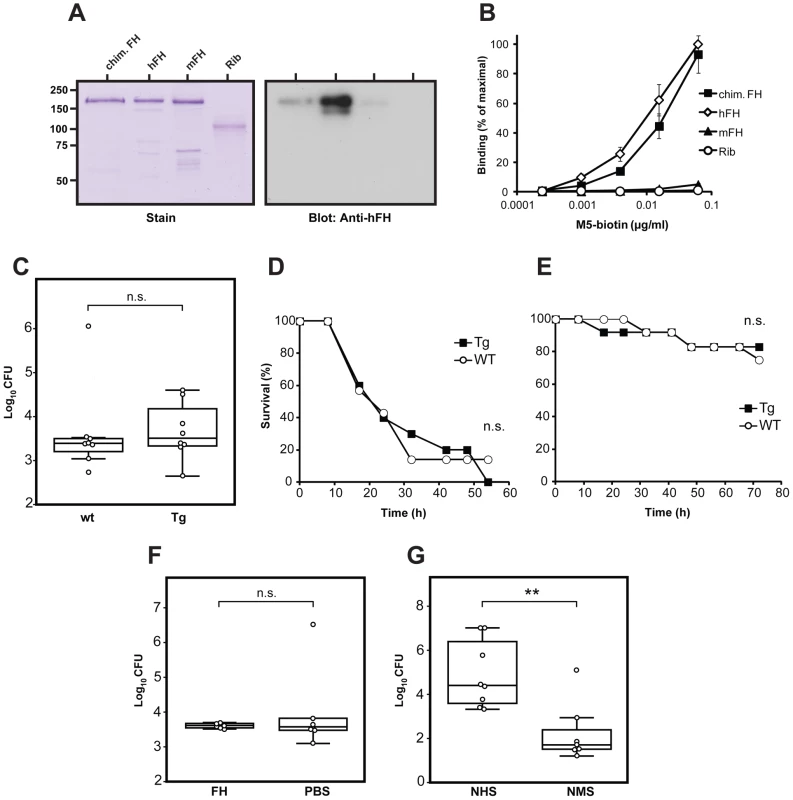 Characterization of a chimeric FH expressed by Tg mice, and infection experiments with Tg and normal mice.