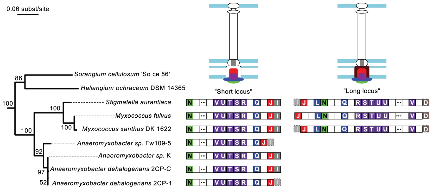 Genomic organization of the Myxo NF-T3SS.