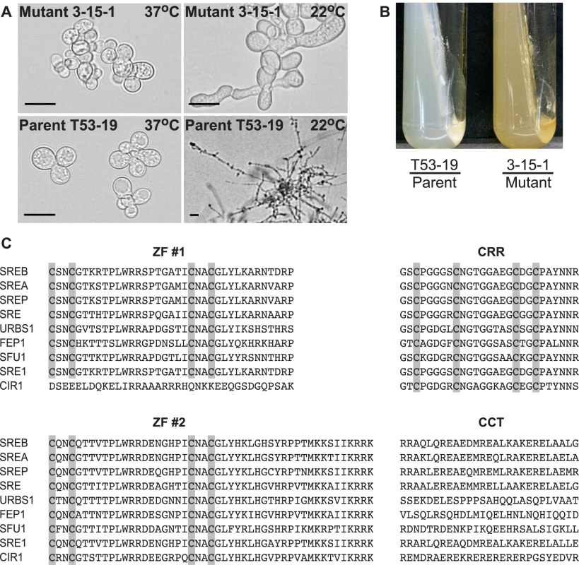 Phenotype of insertional mutant 3-15-1 and conserved motifs in SREB.