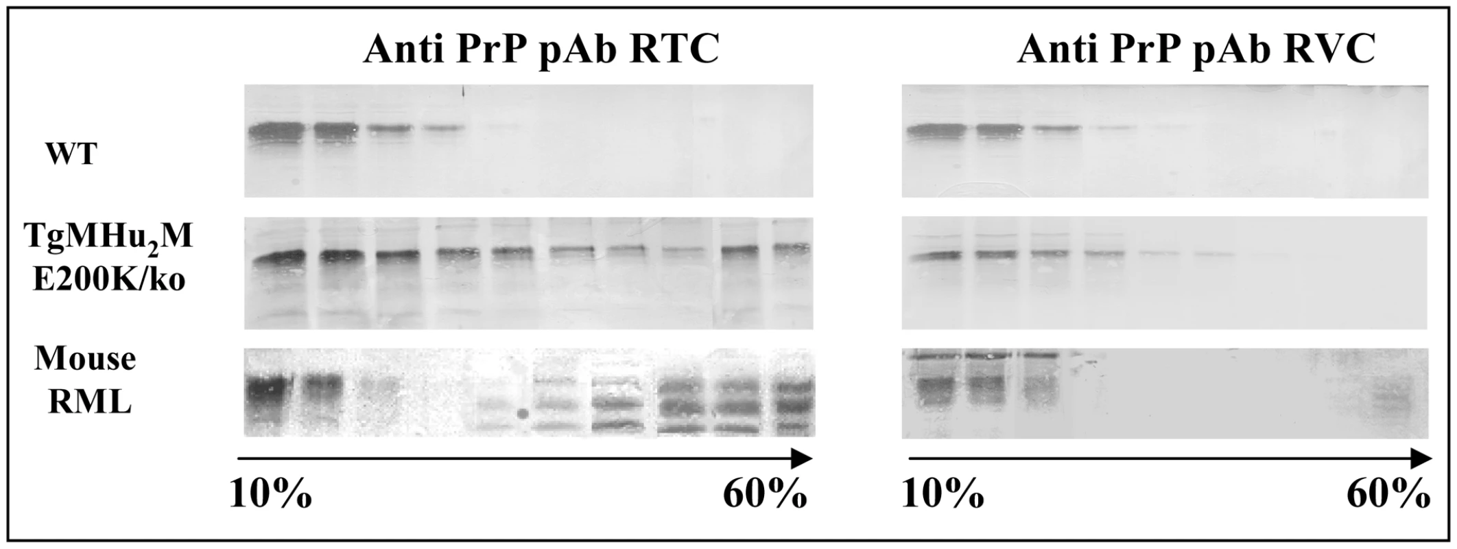 Oxidation of TgMHu2ME199K PrP in Tg mice.