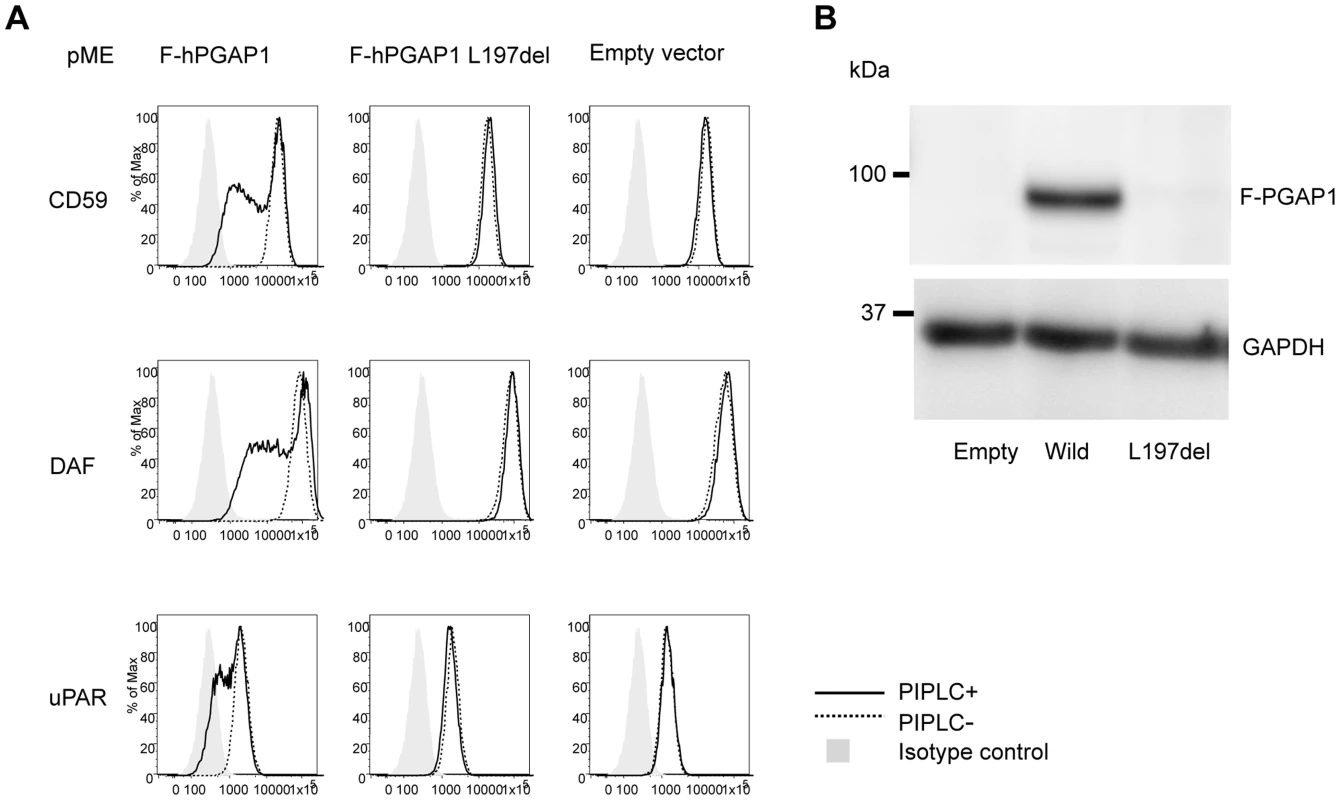 Functional ability of mutant <i>PGAP1</i> cDNA.