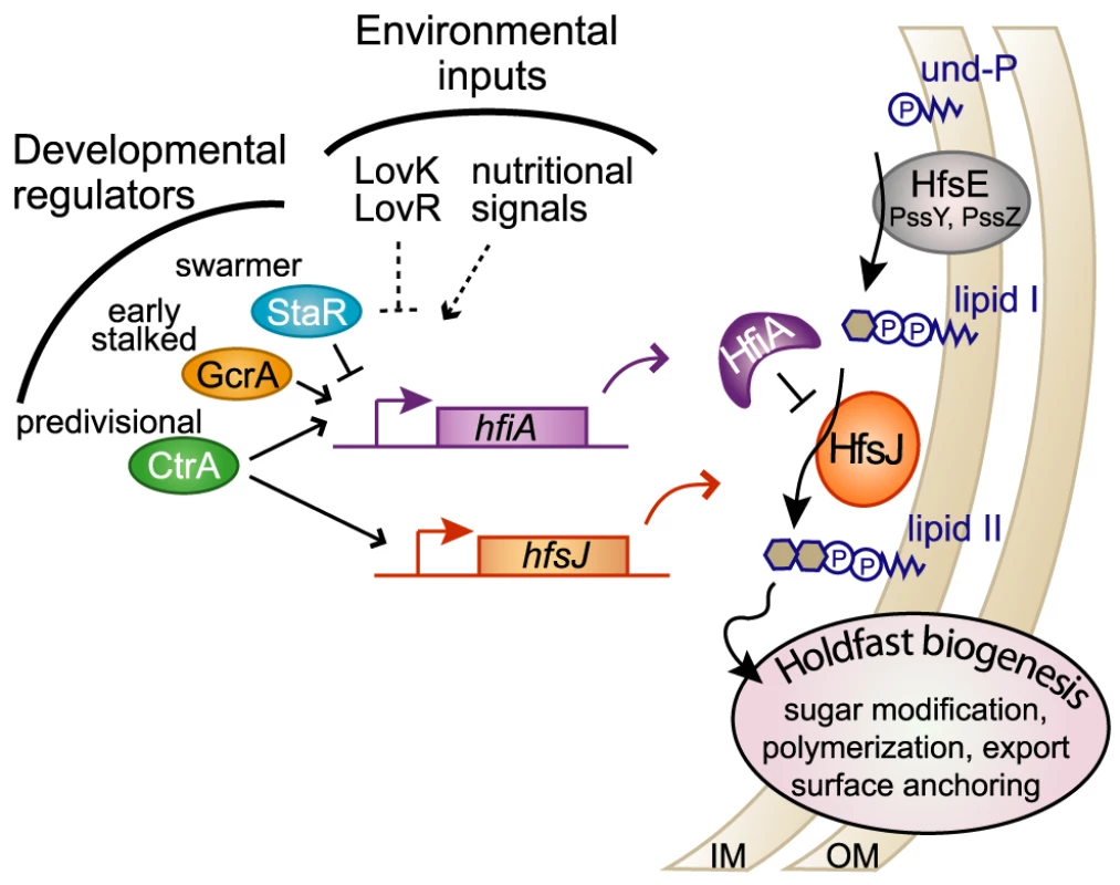 HfiA and HfsJ coordinately control holdfast development in response to cell cycle and environmental signals.
