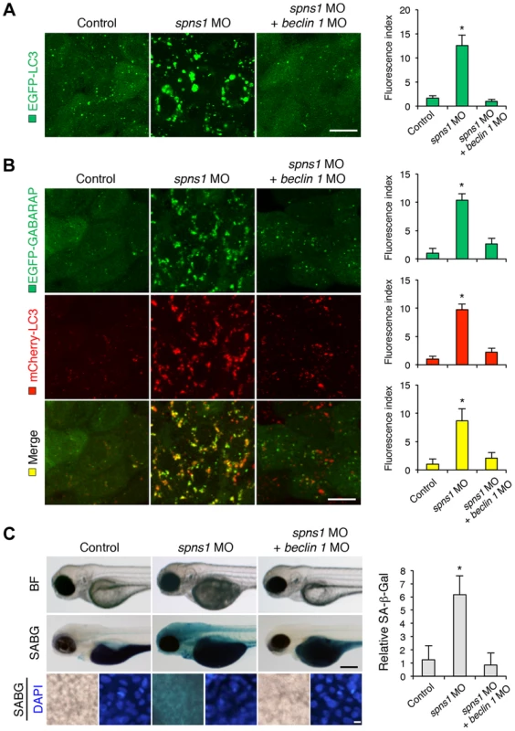 Knockdown of <i>beclin 1</i> suppresses abnormal autolysosomal puncta formation and embryonic senescence caused by Spns1 deficiency in zebrafish.