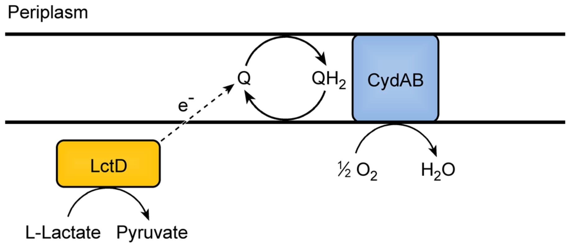 Model for electron transport during L-lactate oxidation in <i>A. actinomycetemcomitans</i>.