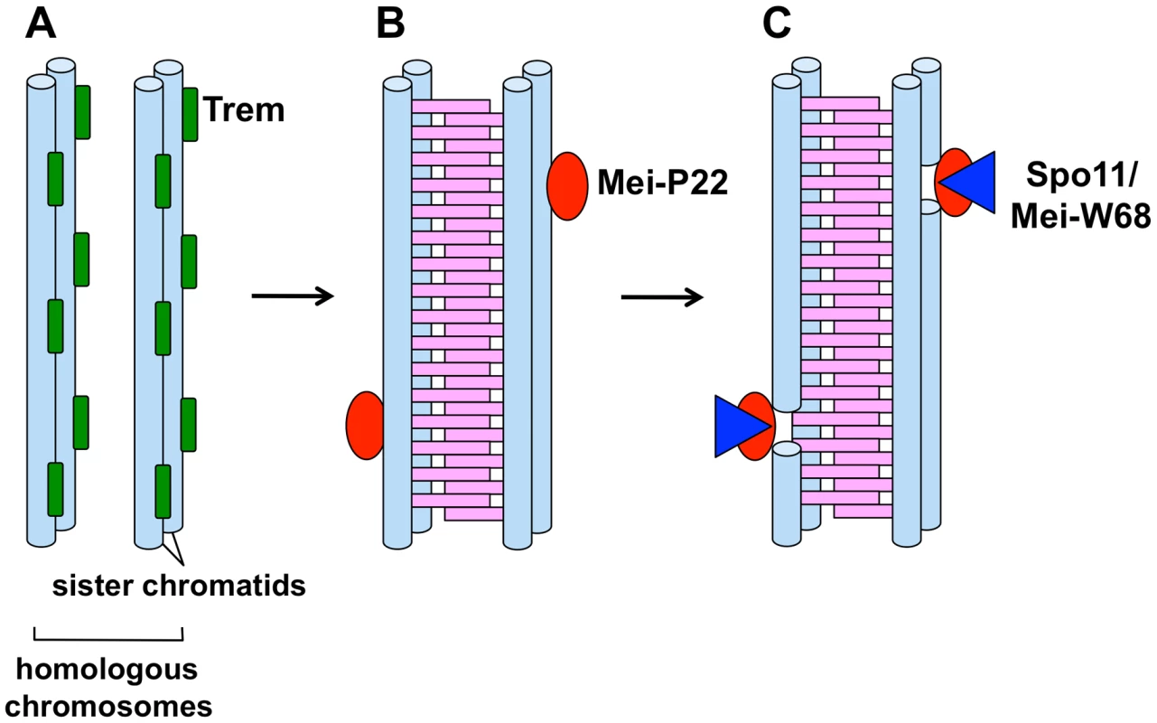 A model for stepwise formation of DSBs during female meiosis in <i>Drosophila</i>.