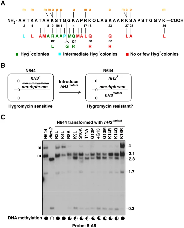 Reactivation of a methylation-silenced transgene by amino acid substitutions in the N-terminal tail of histone H3.