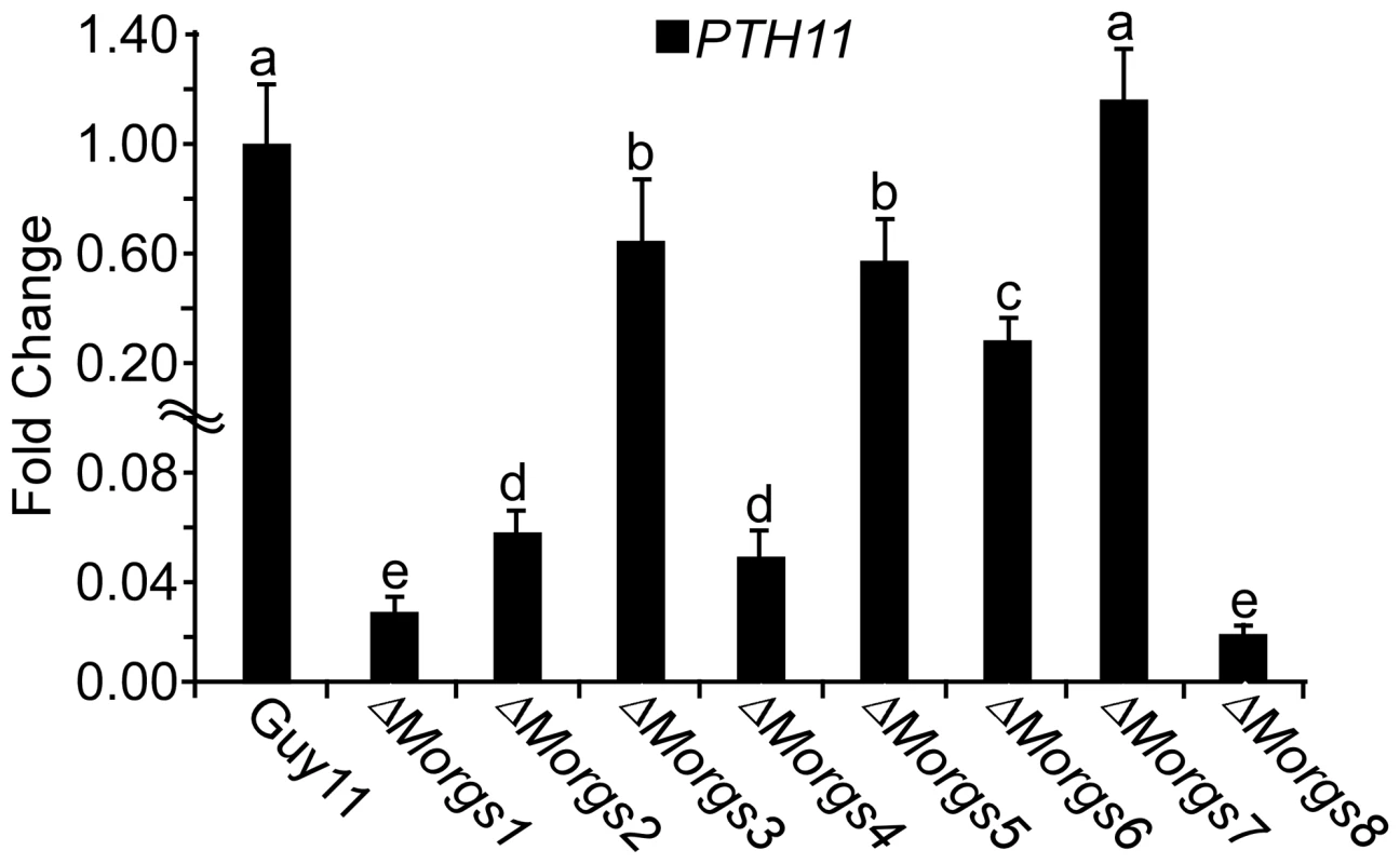 <i>PTH11</i> gene expression in Δ<i>Morgs</i> mutants.