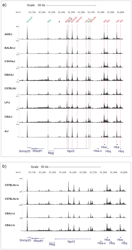 DNase I Hypersensitive sites at the α globin cluster on chromosome 11.