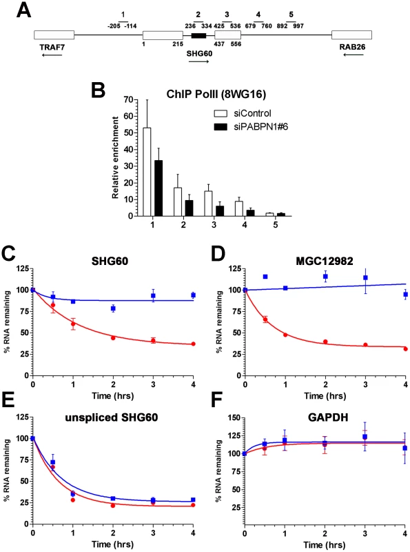 PABPN1 promotes lncRNA turnover.