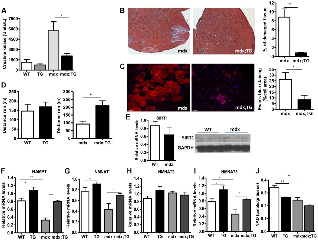 SIRT1 overexpression in skeletal muscle alleviates the muscular dystrophic phenotype of mdx mouse.