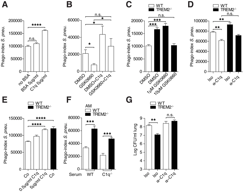 Enhanced phagocytosis by <i>Trem-2</i><sup>−/−</sup> AM depends on C1q.