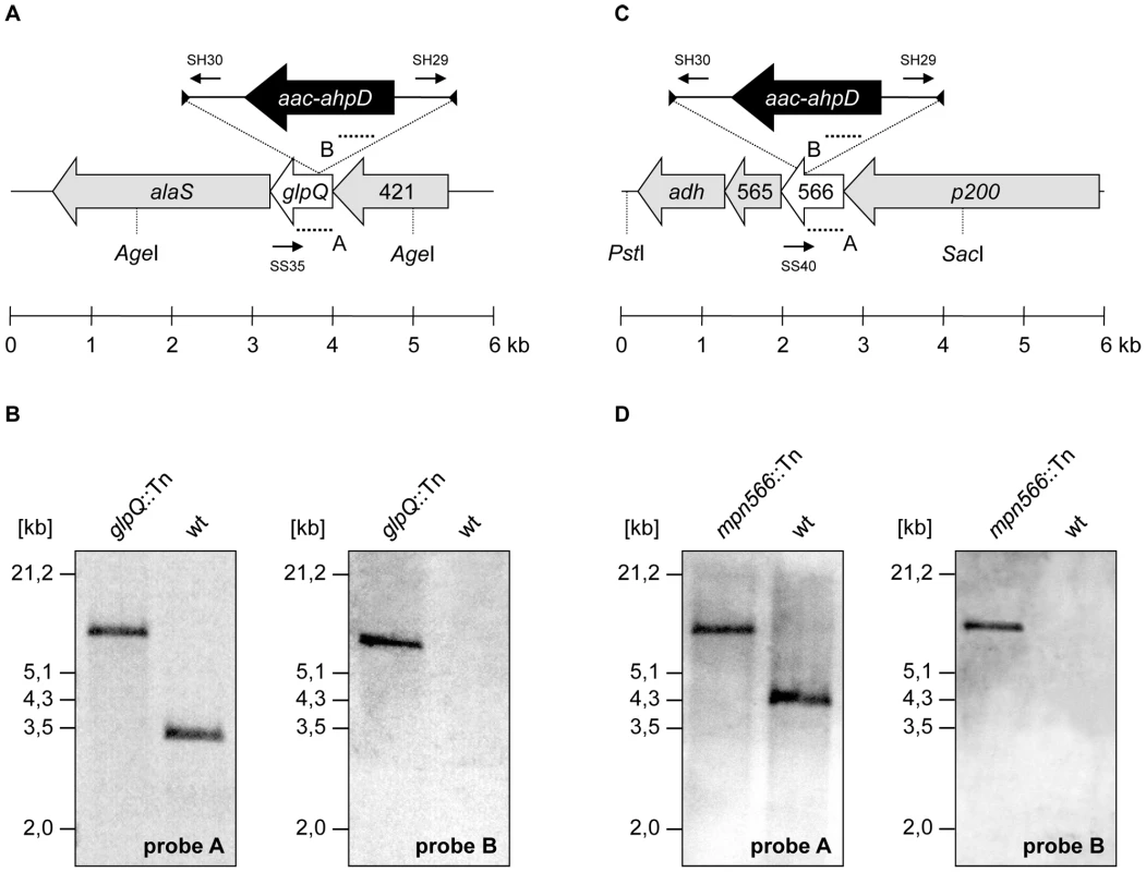 Isolation of <i>M. pneumoniae</i> glycerophosphodiesterases transposon insertion mutants.