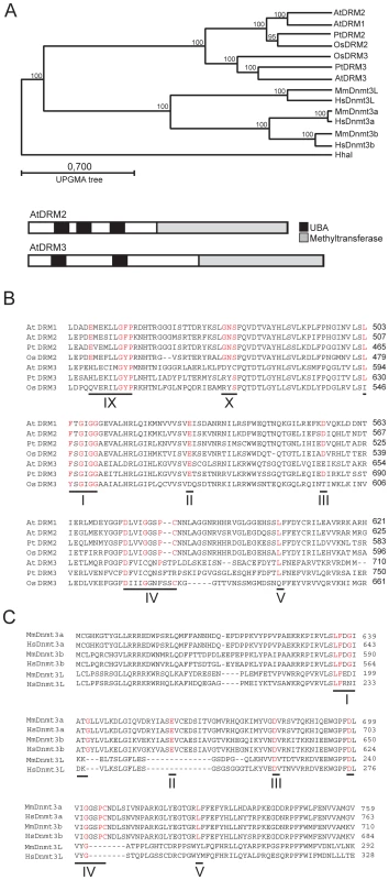 A conserved clade of catalytically mutated DRM cytosine methyltransferase paralogs in angiosperms.