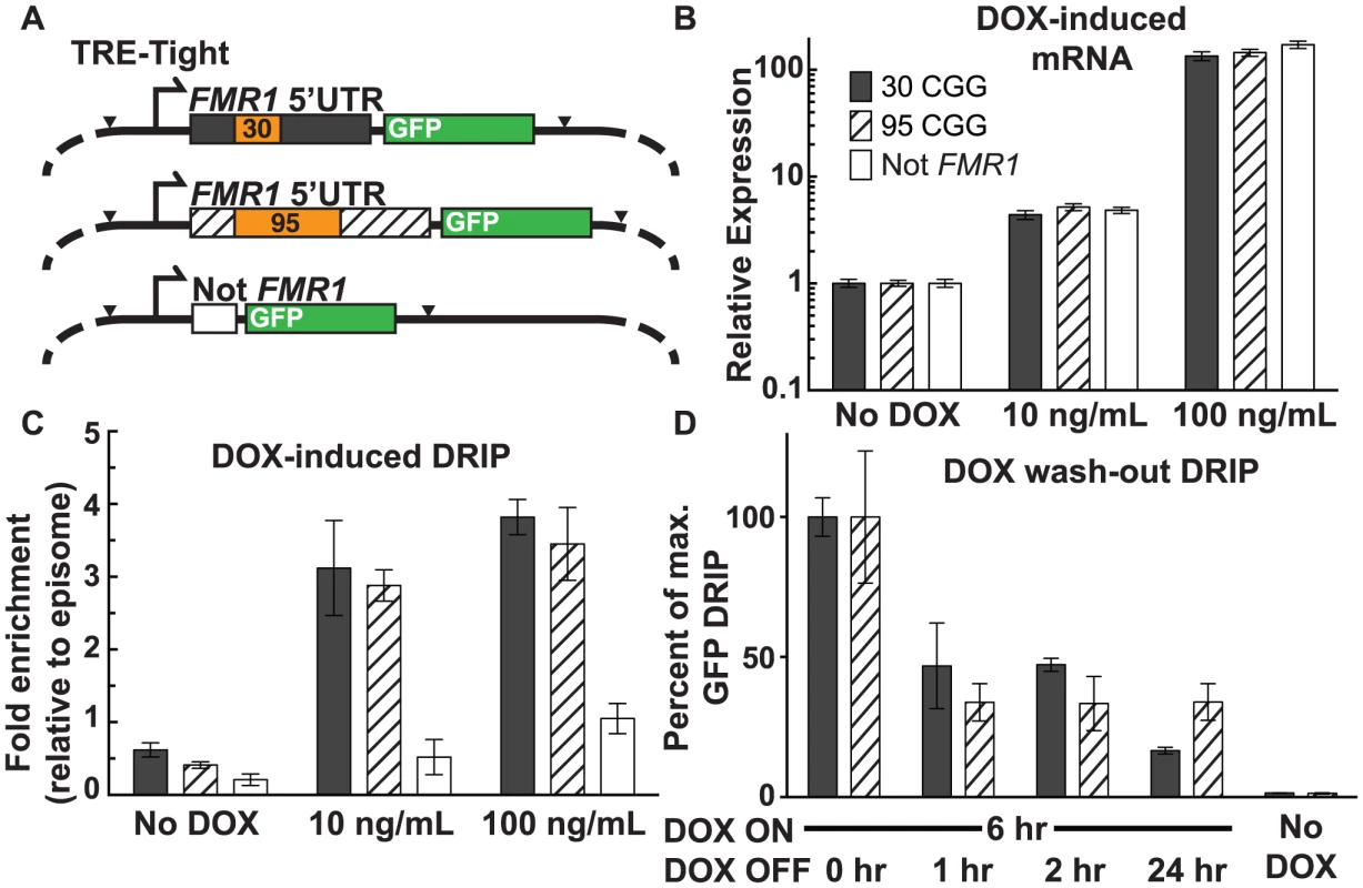 Effect of transcription and repeat length on <i>FMR1</i> R-loop formation.