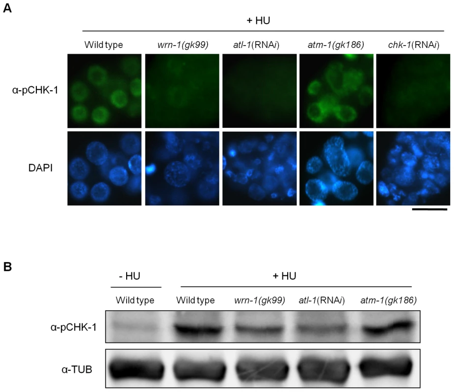 WRN-1 is required for the phosphorylation of CHK-1(S345) induced by inhibition of DNA replication.