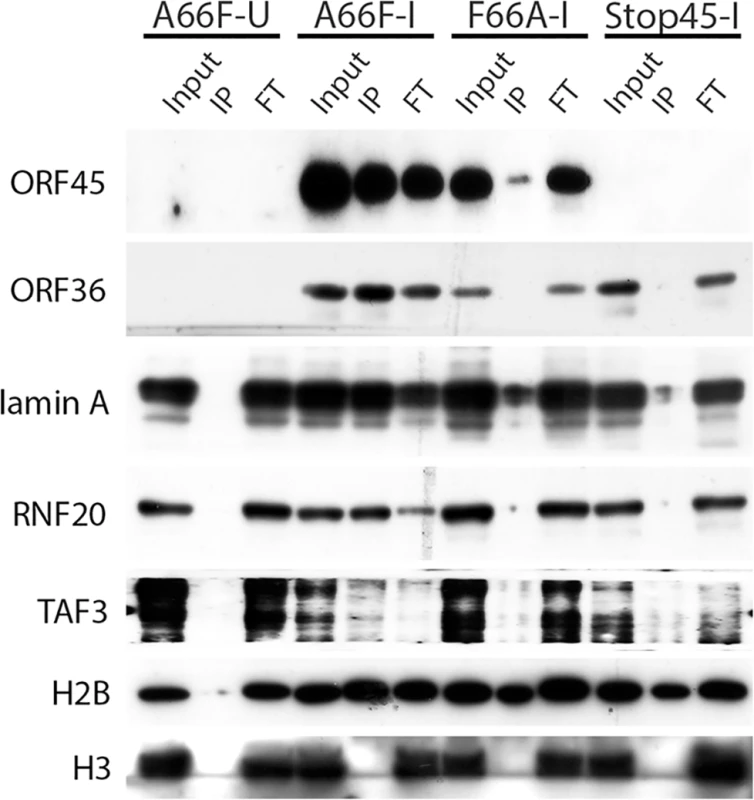 Nuclear IP further validated ORF45/RSK-dependent phosphorylation of a subset of substrates.