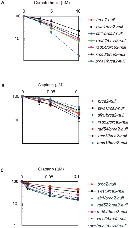 Effect of <i>brca2</i> deletion on <i>sws1-</i>, <i>sfr1-</i>, <i>rad52-</i>, <i>rad54-</i>, <i>xrcc3-</i>, and <i>brca1-</i>deficient cells.