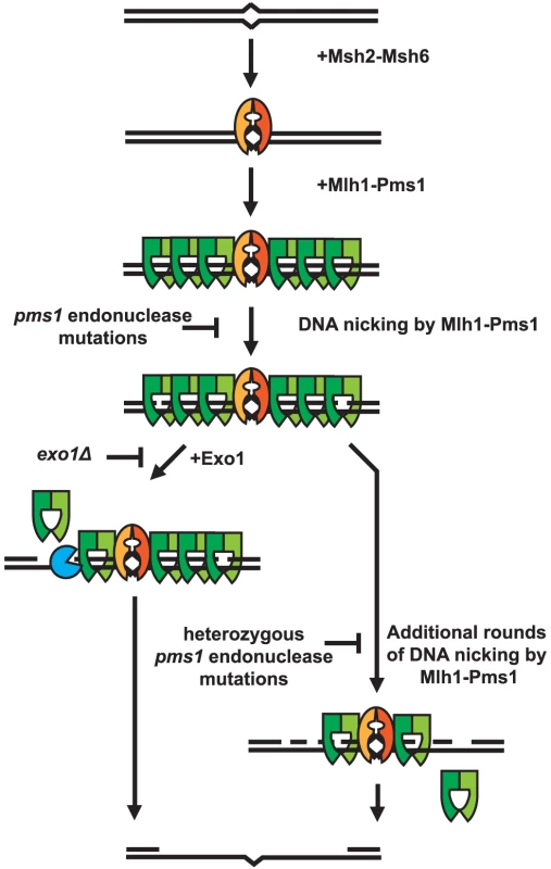 Model of Exo1-dependent and Exo1-independent resection of mispaired DNA.