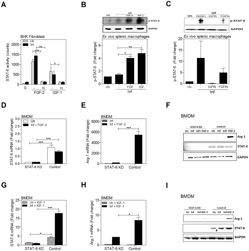 Growth factors and cytokines converge at STAT6 to induce arg1 expression in <i>L. donovani</i> infected macrophages.
