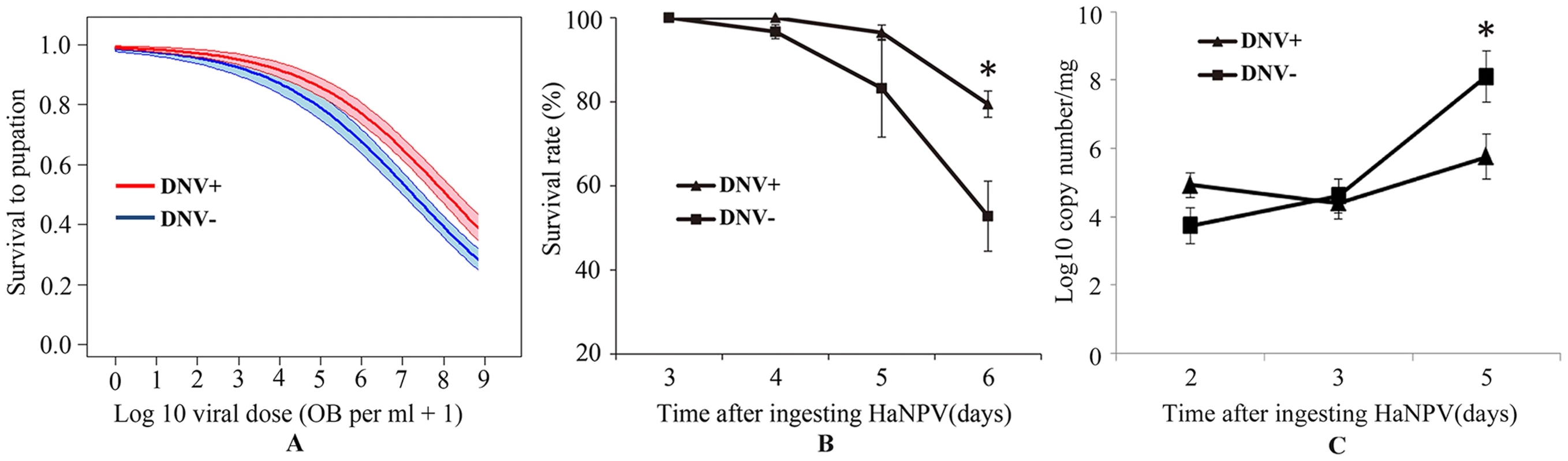 Relationship between the baculovirus HaNPV and the densovirus HaDNV-1 in cotton bollworm larvae.