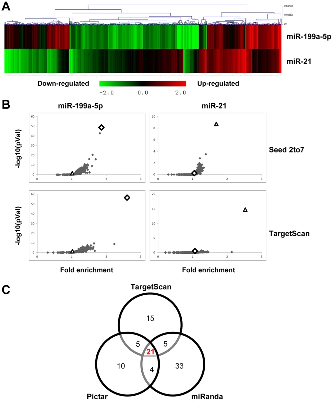 Identification of miR-199a-5p candidate targets using a transcriptomic approach.