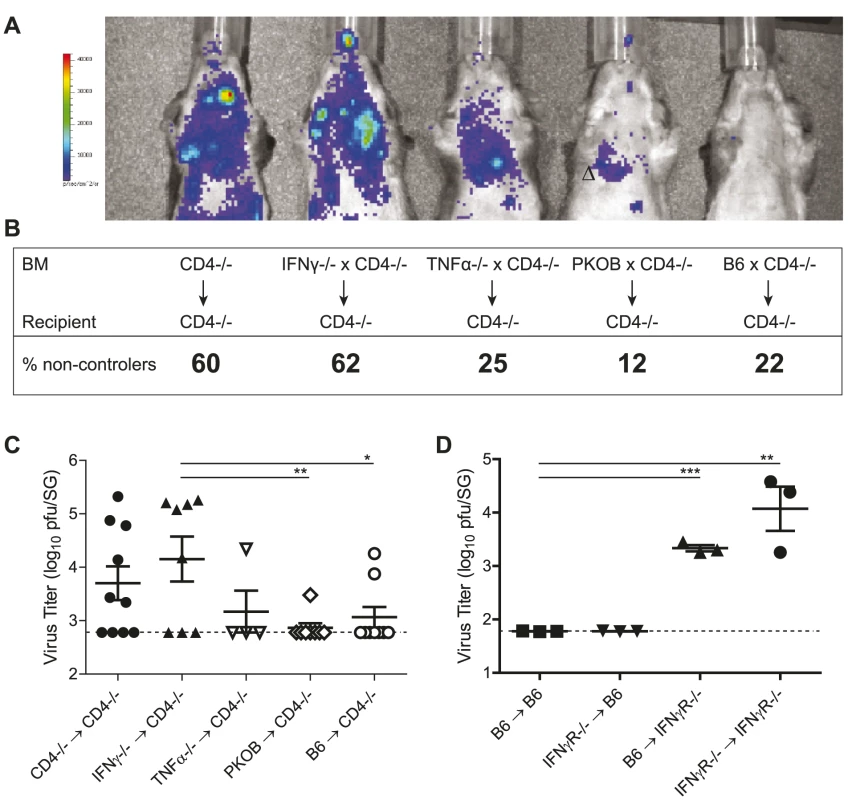 CD4 T cells exert direct antiviral mechanisms by secretion of IFNγ.