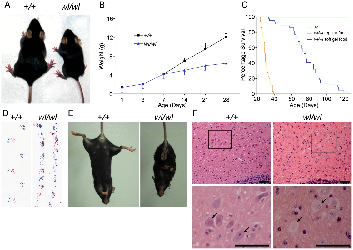 Phenotypic characterization of <i>wl/wl</i> mice on a C57BL/6J background.