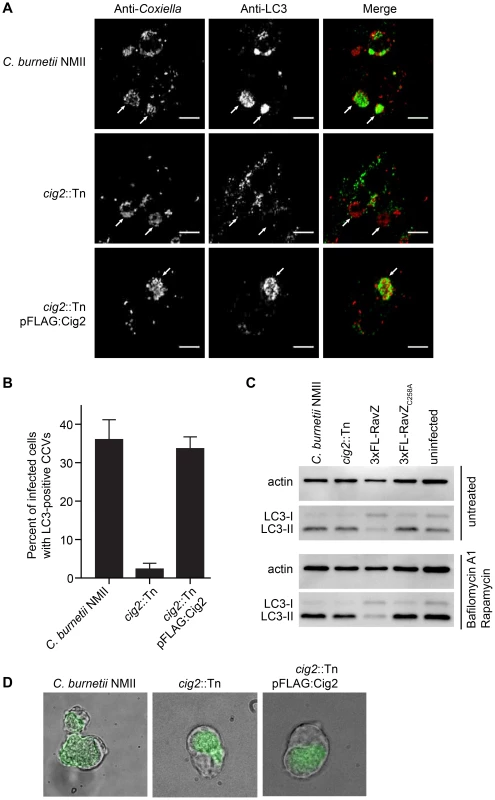 The effector Cig2 is important for CCV fusion with autophagosomes.