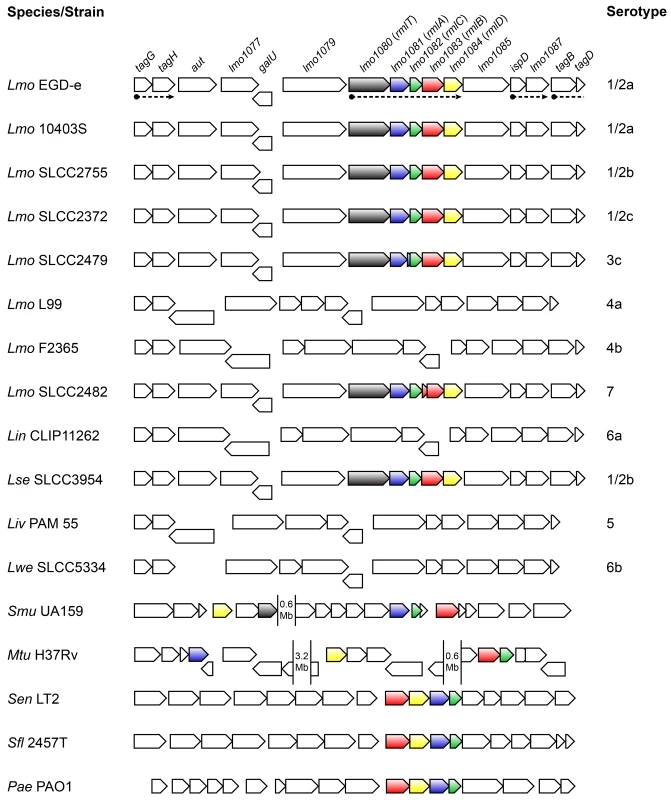Genes encoding the l-rhamnose biosynthesis pathway are distributed in listeriae and other bacterial species.