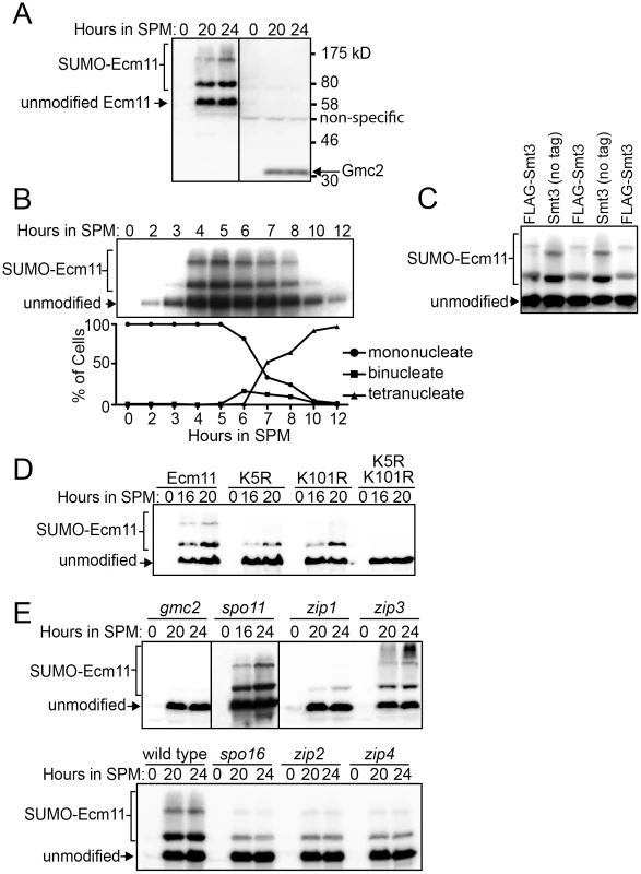 Ecm11 SUMOylation depends on Gmc2 and also partially on Zip1, Zip2, Zip4, and Spo16.