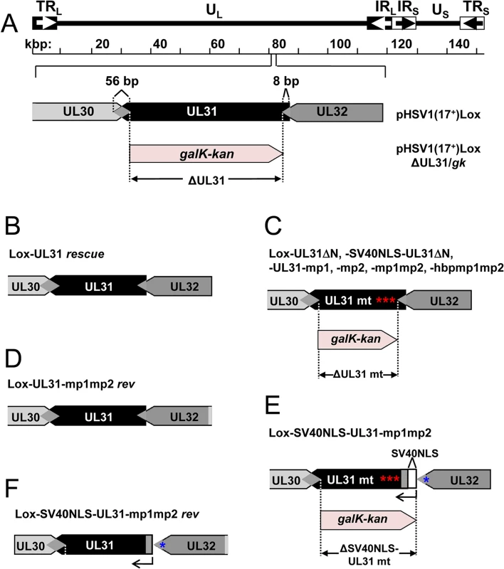 Functional analysis of the N-terminal domain of pUL31.