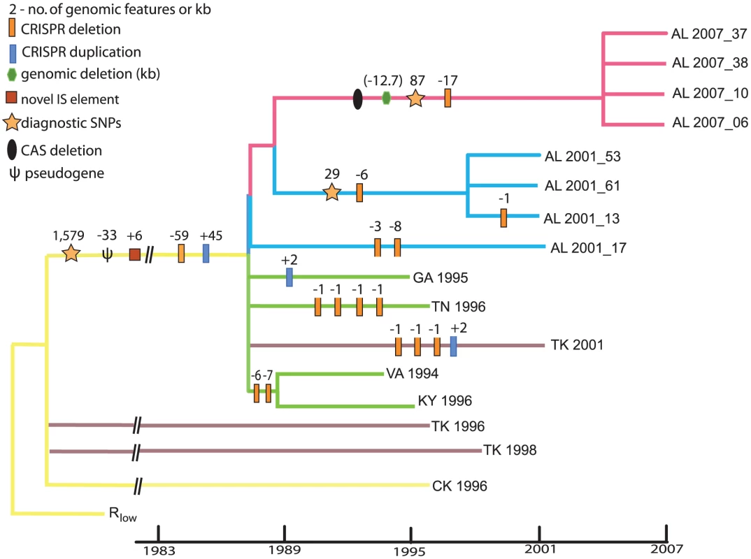 Phylogeny of <i>Mycoplasma gallisepticum</i> isolates collected at time points 1994–2007 following a host shift from poultry to House Finches.