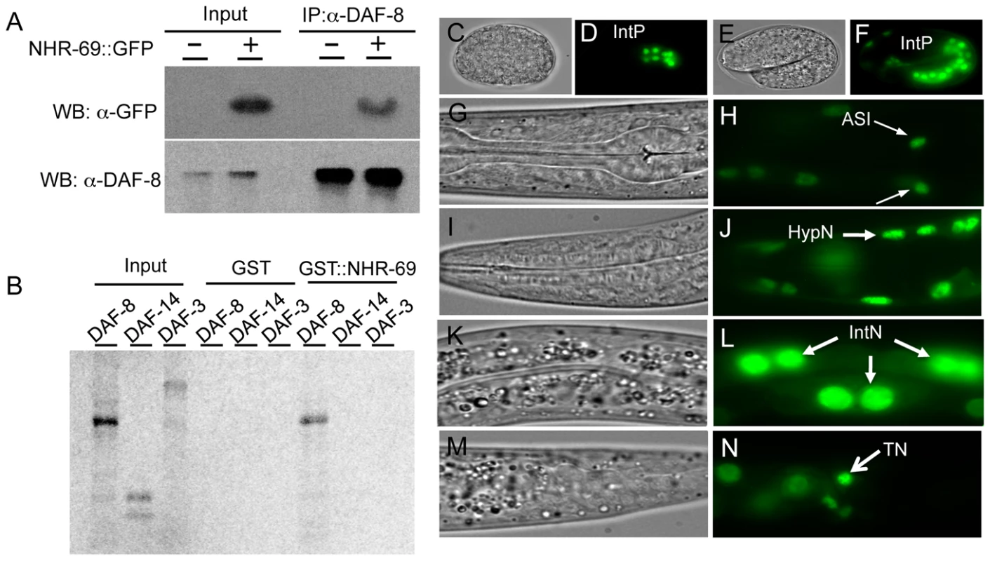 Interaction of NHR-69 with DAF-8 and expression pattern of <i>nhr-69p::nhr-69::gfp</i>.
