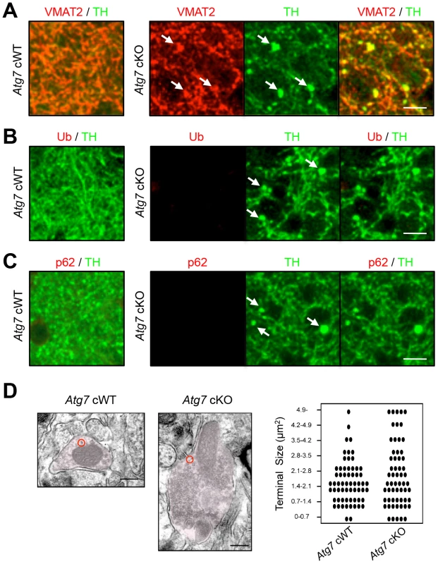 Characterization of enlarged TH-positive axon terminals of <i>Atg7</i> cKO mice.