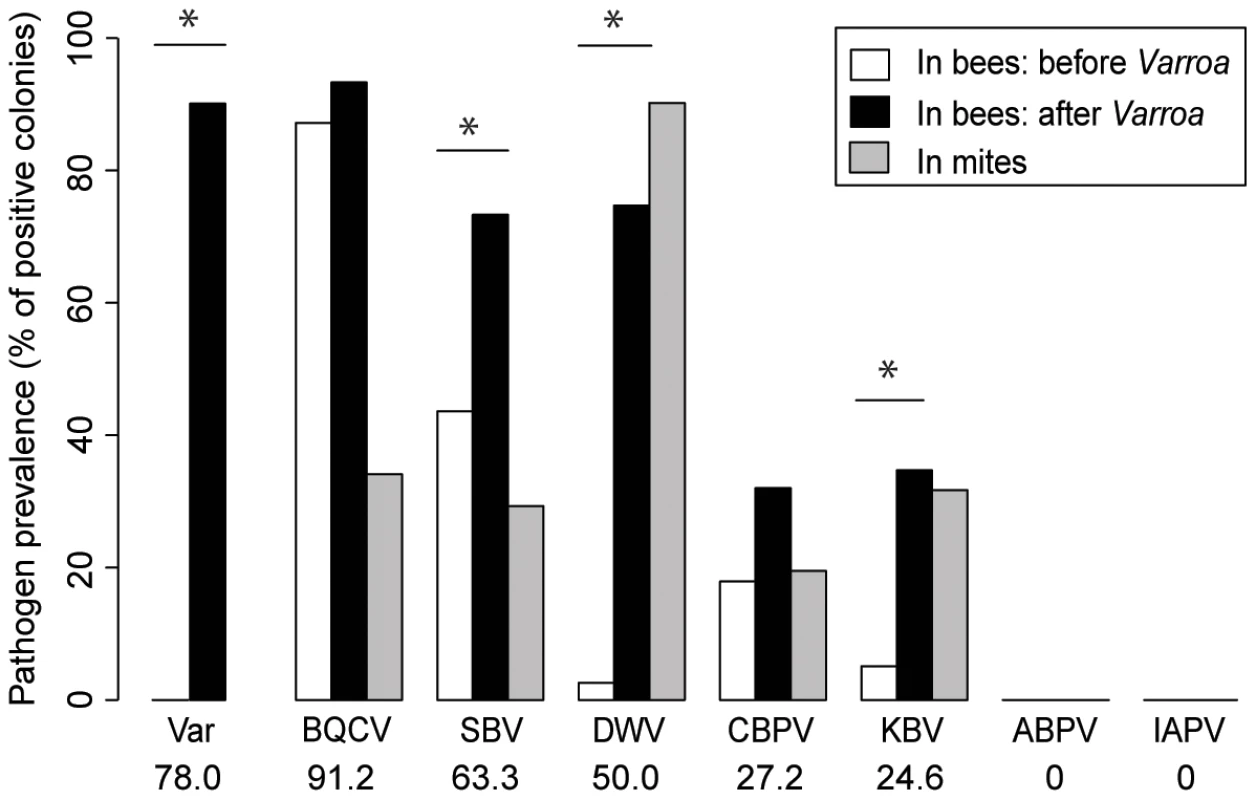 Honeybee virus prevalence across the <i>Varroa</i> front of infestation.