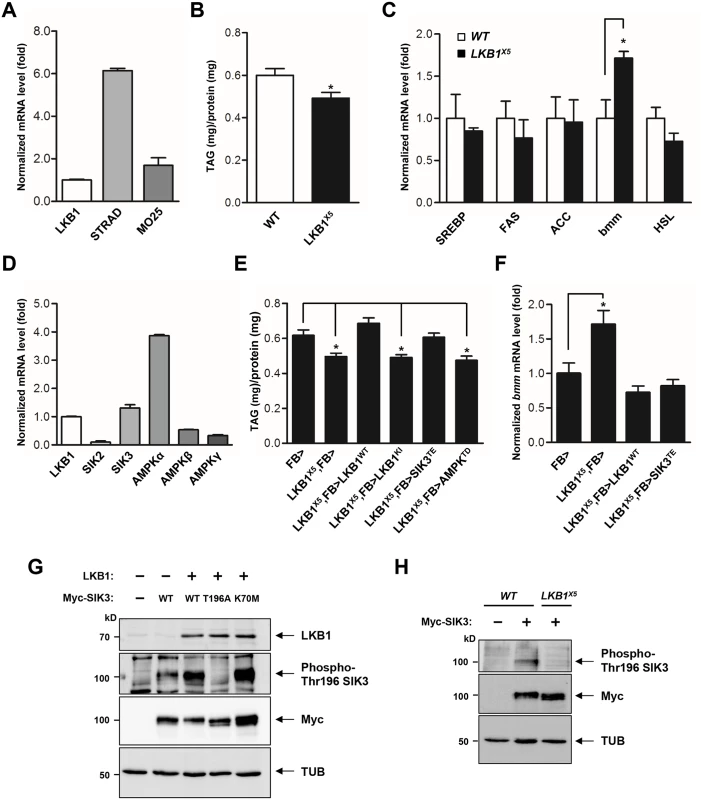 LKB1 and its downstream kinase SIK3 are required for lipid homeostasis.