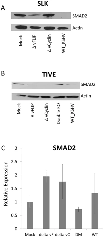vFLIP or vCyclin deletion mutant virus recovered the SMAD2 expression in SLK or TIVE cells.