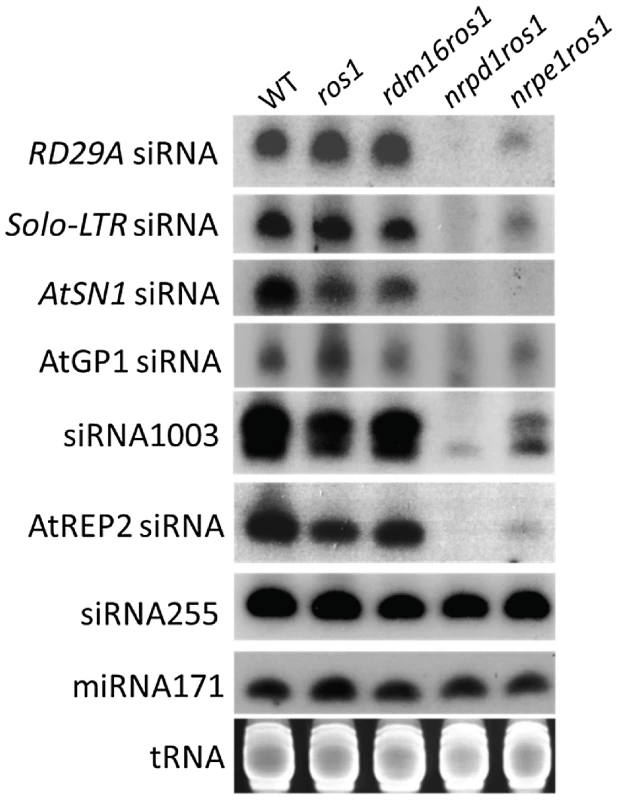 siRNA accumulation was not affected by the mutation of <i>RDM16</i>.