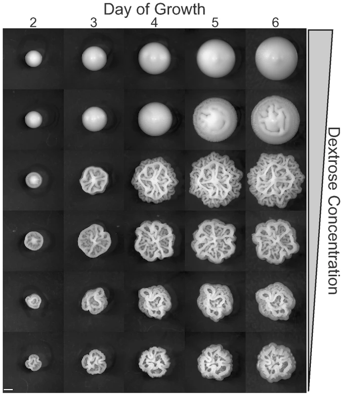 Colony morphology as a function of time and dextrose concentration.