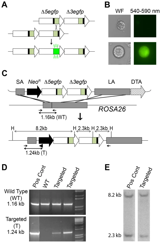 Targeted integration of the RaDR-GFP HR substrate.